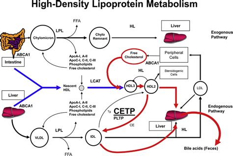 Schematic representation of lipoprotein metabolism. High-density... | Download Scientific Diagram