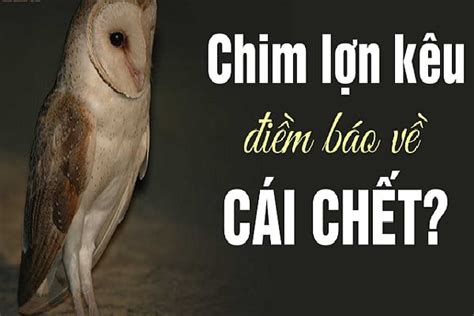 Chim lợn: Giải mã tiếng kêu báo hiệu sự chết chóc theo góc nhìn Phật tử ...