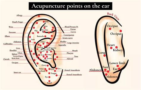 6 Powerful Ear Acupressure Points For Various Ailments and Pains ...
