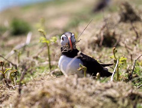 Wildlife to see in Wales | Flora and fauna | Visit Wales