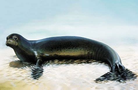 Caribbean Monk Seal officially considered extinct in 2008 | Sea animals, Animals, Pet birds