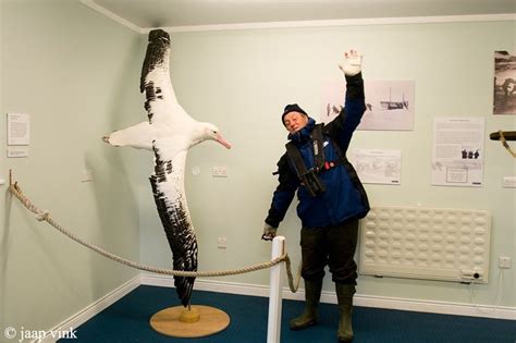 Comparing the wingspan of the Wandering Albatross, which exceeds 3 meters : pics