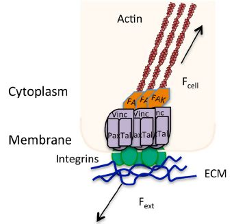 Focal adhesion showing the bi-directional signaling caused by a balance... | Download Scientific ...