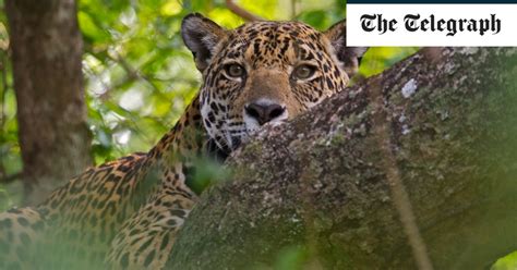 A safe space for jaguars in Brazil's awe-inspiring Pantanal