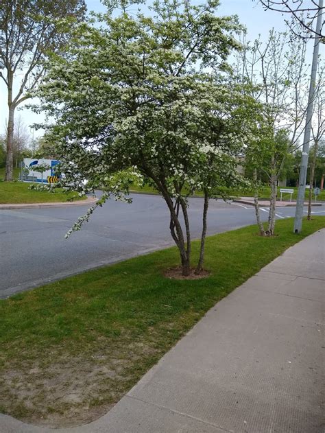 Pruning hawthorn — BBC Gardeners' World Magazine