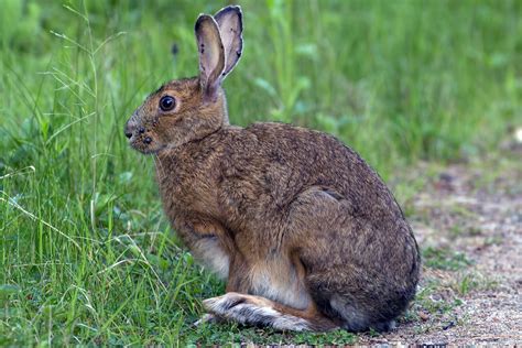 Snowshoe Hare (Lepus americanus)