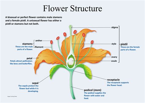 Flower Anatomy And Functions