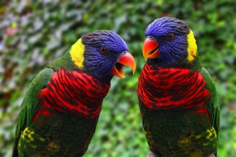 Rainbow Lory Care Guide - Diet, Lifespan & More » Petsoid