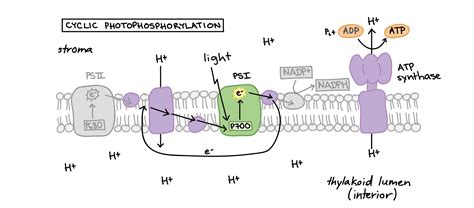 Light Reaction Diagram