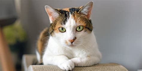 50 Surprising Facts: Majority of Calico Cats are Females - 2024