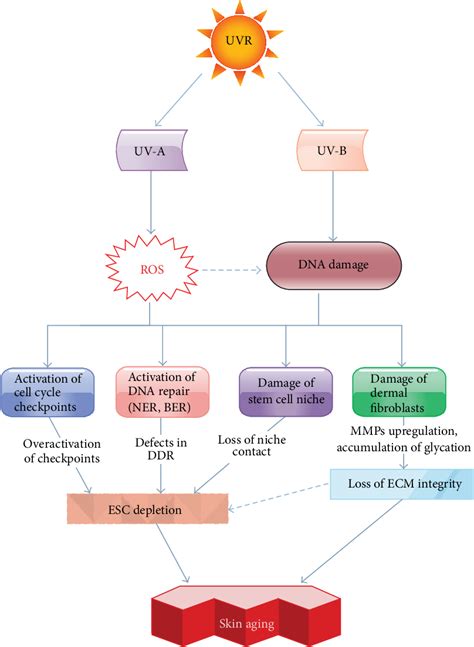 Figure 1 from Ultraviolet Radiation-Induced Skin Aging: The Role of DNA Damage and Oxidative ...