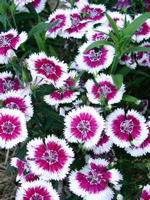 Dianthus Grow Guide