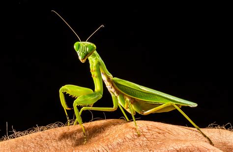 Free Images : green, praying mantis, close, fauna, invertebrate, grasshopper, macro photography ...