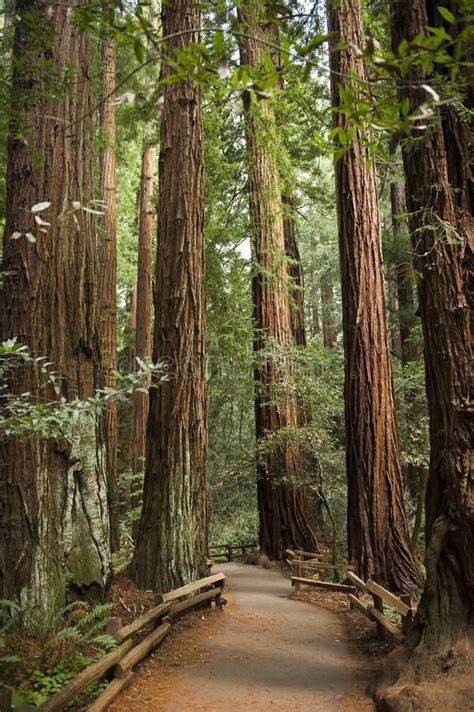 Giant redwood trees in Muir Woods, California. A path stretches through the Gian , #AD, #Muir, # ...