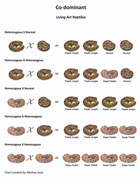 Ball Python genetic charts
