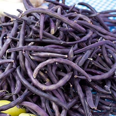 Amazon.com: purple green beans