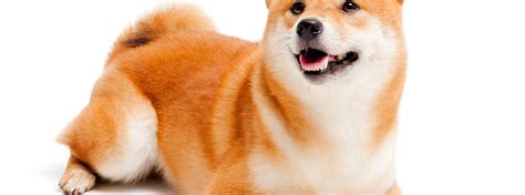 Shiba Inu Breed Information | ManyPets