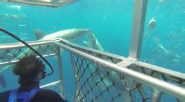 Newsflare - Great hammerhead shark attack