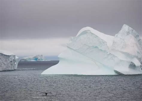 10-day Disko Bay Exploration cruise aboard M/S Balto