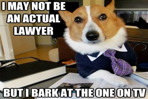 ‘Lawyer Dog’ Meme Has a Nose for Justice