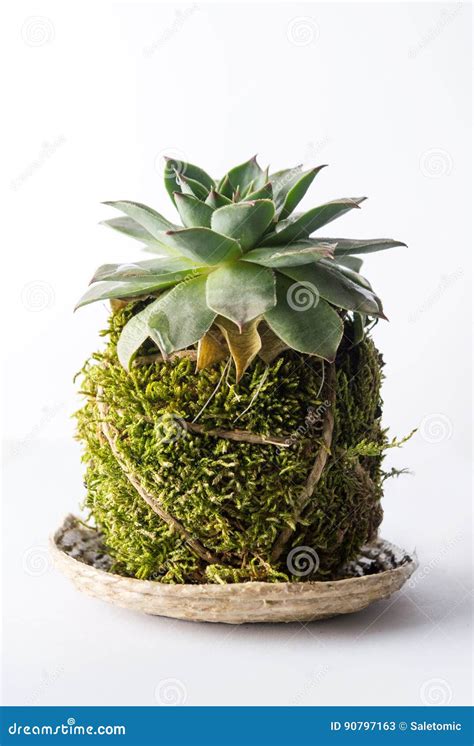 Houseleek Plant Taken Outside of the Pot with Root Stock Image - Image ...