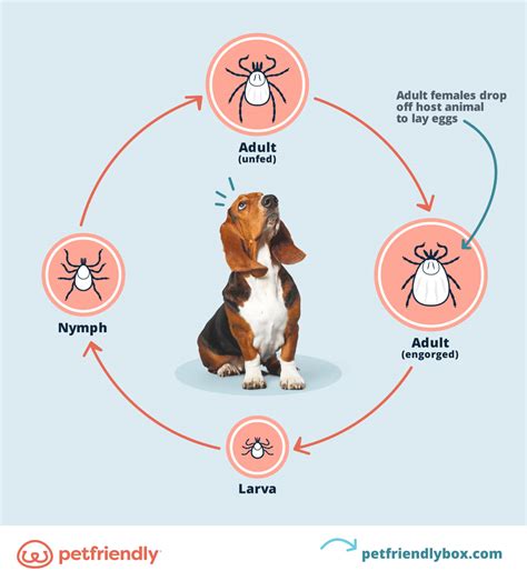 When to Start Flea and Tick Treatment For Puppies & Kittens - PetFriendly Box