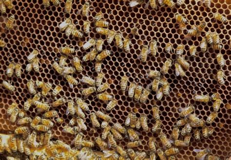 Honey Bee Farming Information Guide | Agri Farming