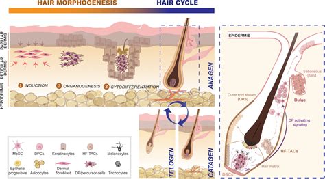 Tissue engineering strategies for human hair follicle regeneration: How far from a hairy goal ...