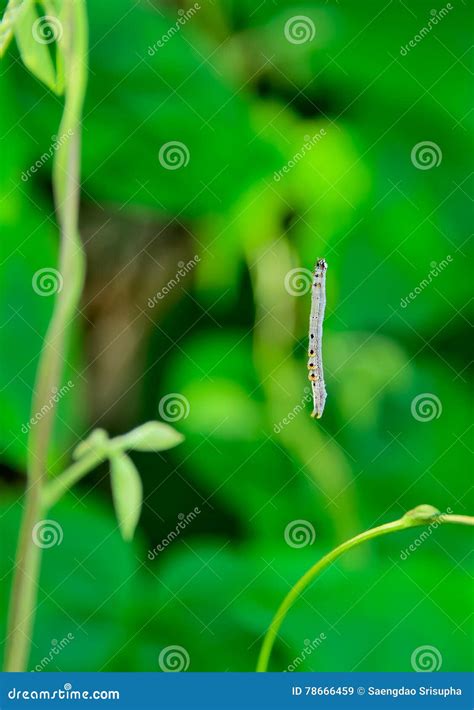 Worm stock image. Image of damaged, food, insect, growth - 78666459