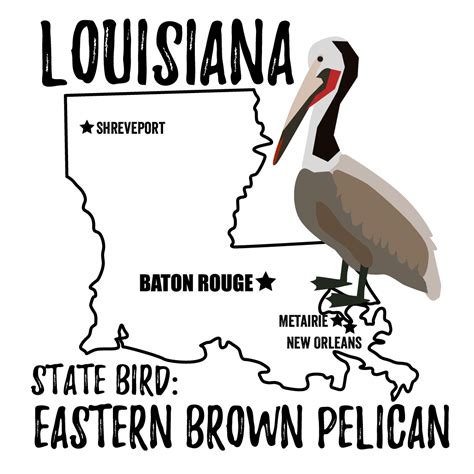 Louisiana State Bird - Bird Watching Academy