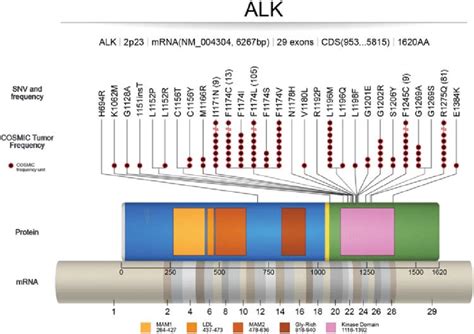 Activating mutations in ALK: COSMIC (tumor only) frequencies of ALK... | Download Scientific Diagram