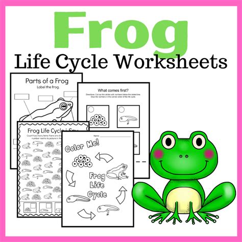 Frogs Life Cycle Worksheet