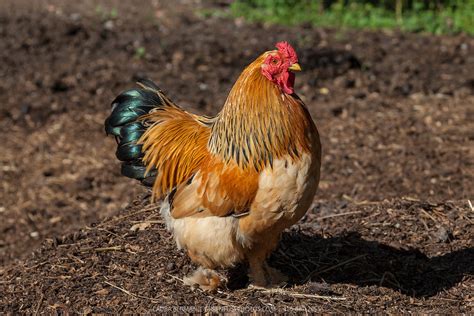 Buff Brahma bantam rooster | GreenFuse Photos: Garden, farm & food photography