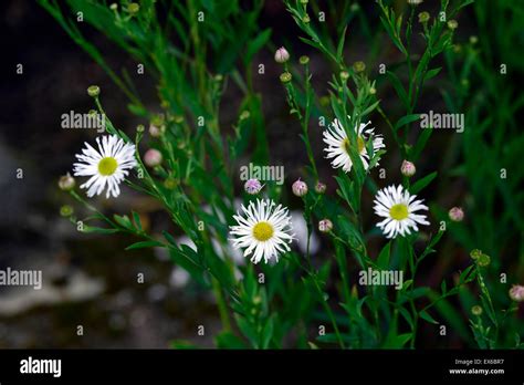 boltonia asteroides var latisquama snowbank false aster asters flower flowers flowering ...