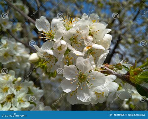 Branch of Cherry with Beautiful White Flowers Stock Image - Image of blue, blossom: 145210895