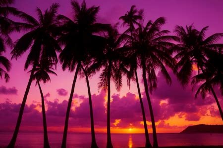 Palm trees at sunset - Sunsets & Nature Background Wallpapers on ...