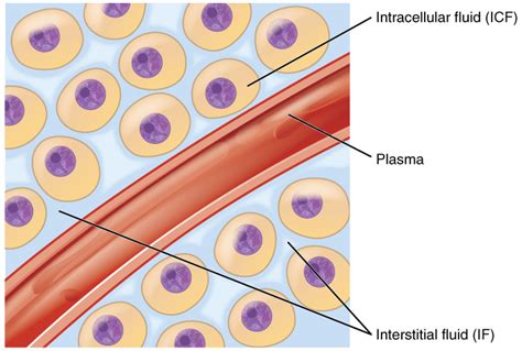 17.11 Body Fluids and Fluid Compartments – Fundamentals of Anatomy and ...