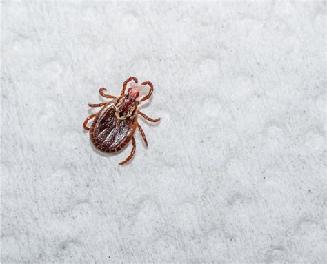 Chiggers, Ticks and Other Bloodsuckers | N.C. Cooperative Extension