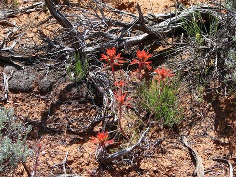 Red Desert Flowers stock image. Image of arizona, freshness - 91274027