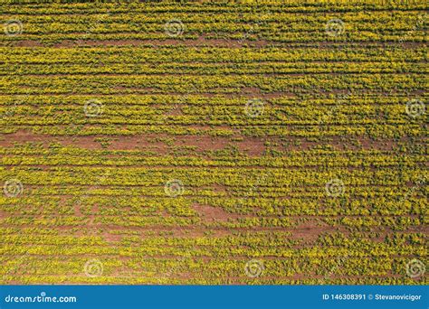 Aerial View of Canola Rapeseed Field in Poor Condition Stock Image - Image of agronomy, flower ...