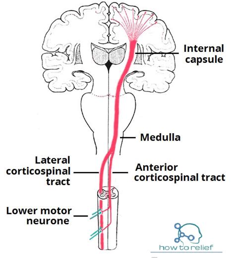 Upper Motor Neuron Lesions Sign & Symptom » How To Relief
