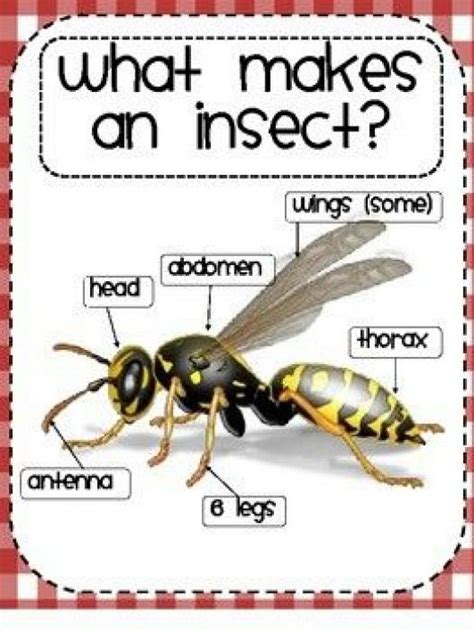 Some characteristics of an insect #arthropods #arthropods #lesson | Insects preschool, Insects ...