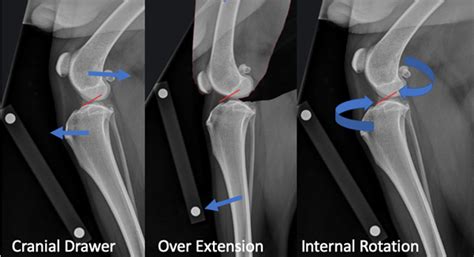 Anterior Cruciate Ligament In Dogs