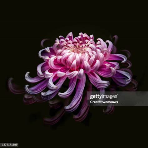 Kiku: The Art Of The Japanese Chrysanthemum Photos and Premium High Res ...