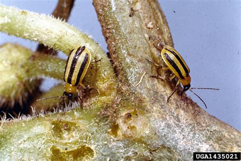 striped cucumber beetle (Acalymma vittatum)