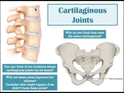 Cartilaginous Joint (DCF) - YouTube