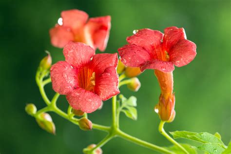 Trumpet creeper - Florida Wildflower Foundation