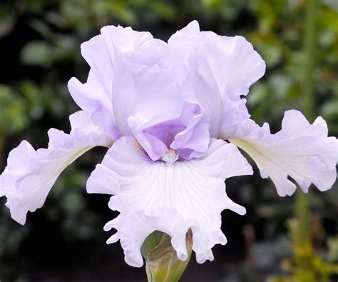 Best bearded iris varieties: 12 stunning types to try | Homes & Gardens