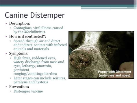 What Does Distemper Look Like In Dogs