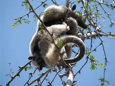 We have found it and wanted to share it here! It's an beautiful anteater. #Nicaragua #Wildlife # ...